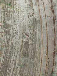 Muazzam Antika Osmanlı Dönem Damgalı Yığma Kenar Bakır Sini - Tepsi