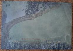 2018 BİTKİLER KONULU  PORTFÖY