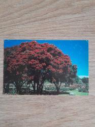 YENİ ZELLANDA POSTADAN GEÇMİŞ KARTPOSTAL