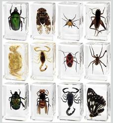 LOT.11 » REÇİNE İÇİNDE GERÇEK BÖCEK KOLEKSİYONU