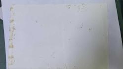 YEŞİLÇAM'IN UNUTULMAZ OYUNCUSU LEYLA SAYAR'IN ORİJİNAL 2'Lİ FOTOĞRAF SETİ - 18 x 12 cm EBADINDA - LEYLA SAYAR, BİKİNİLİ OLARAK DEVENİN YANINDA POZ VERİRKEN ÇEKİLMİŞ 2 ÖZEL KARE