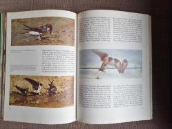 Tiere wie sie wirklich leben