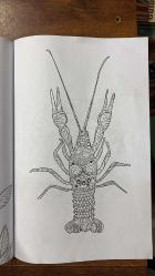 SABAH GAZETESİ EKİ,  RENKLİ DÜNYALAR DERGİSİ - BOYAMA KİTABI - 20 SAYFA