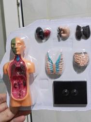 Mini boy masa üstü insan anatomisi iç organları maket oyuncak minyatür diorama hobi hediye koleksiyon