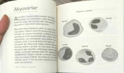 Dakikalar İçinde İnsan Vücudu