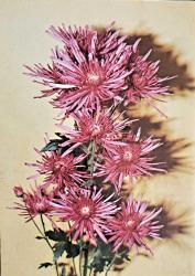 Avusturya Kartpostal. Lions Pullu, Çiçek Temalı (Postadan geçmiş.)