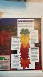 FOCUS, DÜNYAYI KEŞFETMEK VE ANLAMAK İÇİN DERGİSİ - EYLÜL 1995 SAYI: 9 - AHMET ERÇALIK - MEHMET YAŞIN - A. YETKİN İŞCEN - S. METE TÜRKBEN - DÂRÂ ÇOLAKOĞLU - İRFAN UNUTMAZ - MURAT BARDAKÇI - ÖMÜR GEDİK - MUSTAFA ŞAPÇI - ERKSİN GÜLEÇ - OĞUZ EROL - İBRAHİM ATALAY - GÜNDÜZ TEZMEN - YAŞAR AKSOY - ALPER ATEŞ - REHA ERUS - VURAL AHI - A. NEZİH ÖKTEM - AYŞEN AKAY - TARKAN İKİZLER - ŞEFİK KAHRAMANKAPTAN - ALİ YUMUŞAK - NEZİH AKKUTAY - İBRAHİM GÜL - ERDOĞAN SALGIRBOYU - HÜSEYİN ALKAN - FARUK ZABÇI - SAFTER YILMAZ - NERDUN HACIOĞLU - DOĞAN ULUÇ - MUAMMER ELVEREN - REHA ERUS - MURAT SARGIN - AYSUN BAYAZITOĞLU - ENDER YAKŞİ - SEDEF İPER - NIHÂL AYAN - NERGİS ARDA OK - ORHAN TAŞKIN - GÜMAN BİRİNCİOĞLU  FOCUS - DOSYA - GÖÇMEN KUŞLAR - EXCLUSIVE - İNSANIN EVRİMİNDEKİ KAYIP HALKA BULUNDU - SPOR - ANATOMİ - DERİNİN MUCİZELERİ - ARDIPITHECUS RAMIDUS - MARS - KIZIL GEZEGEN - YAPRAK DÖKÜMÜ - ATOLLER - TARİH - 9 EYLÜL 1922 - BOTANİK - TEKNİK - EKOLOJİ - ASTRONOMİ - KÜLTÜR - ANT  - TAM TAKIM EKSİKSİZ 98 SAYFA