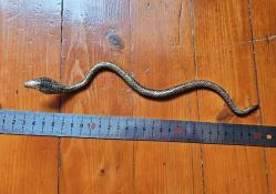 PİRİNÇ YILAN KOBRA