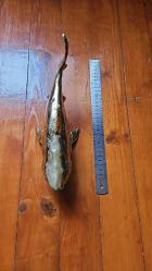 PİRİNÇ KÖPEK BALIĞI  ( JAWS )