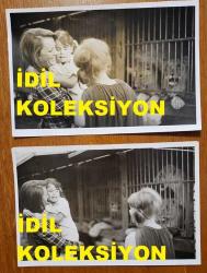 YEŞİLÇAM'IN YILDIZI HÜLYA KOÇYİĞİT'İN ORİJİNAL 2'Lİ FOTOĞRAF SETİ  - 18 x 12 cm EBADINDA - HÜLYA KOÇYİĞİT, KIZI GÜLŞAH ALKOÇLAR'LA BİRLİKTE HAYVANAT BAHÇESİNDE ASLANLARA BAKARKEN ÇEKİLMİŞ 2 FARKLI KARE