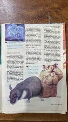 MİLLİYET ÇOCUK DERGİSİ - CİLT-3 SAYI:62 - YARININ DÜNYASI - BAŞ DÖNDÜRÜCÜ BULUŞLAR - EĞLENCE MERKEZLERİ - EV İŞLERİNDE BÜYÜK KOLAYLIKLAR - DÜŞLERİN GERÇEK OLMASI - DAMINIZDA FUTBOL SAHASI - ODANIZDA KÜKREYEN ASLAN - GRANDÜK LEONID - BULENKOV - RED KİT - DALTON KARDEŞLER - ŞERİF - FRANCISCO PIZARRO - BALBOA - PROFESÖR YOHANAN AHARONI - CHARLES WALLACE - TOC - ABILENE - WELLS FARGO - PERULU KEMİRİCİ - SIÇANLARIN YEĞENİ - SURİYE FARESİ - YARININ DÜNYASI - MOTOPIA - GÜLE GÜLE BANYO KÜVETİ - EĞLENCE MERKEZLERİ - GELECEĞİN ANNELERİ - DENİZ GÖZLEME KULELERİ  - 12 SAYFA