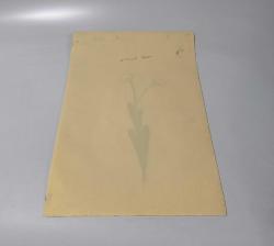 Ebru Sanatı - El İşi Ebru - Karanfil Çiçek Desenli - Duvar Dekoru - Sanatçı: Muhammed Aydın - 2013 Tarihli - 49 cm x 34 cm - Süper