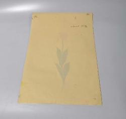 Ebru Sanatı - El İşi Ebru - Karanfil Çiçek Desenli - Duvar Dekoru - Sanatçı: Muhammed Aydın - 2013 Tarihli - 49 cm x 34 cm - SARI