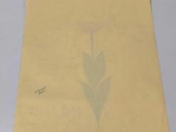 Ebru Sanatı - El İşi Ebru - Karanfil Çiçek Desenli - Duvar Dekoru - Sanatçı: Muhammed Aydın - 2013 Tarihli - 49 cm x 34 cm - SARILI