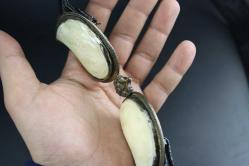 18. YÜZYILINDAN KALMA MUHTEŞEM ANTİKA OYMA EL İŞİ SEDEF KEMER TOKASI  COK COK COK ESKI TARİHİ OSMANLIYA DAYANABILIR  (ANTİ KOLİ 6