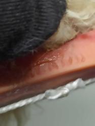 Vintage Rauls Happy Gang Salıncakta Maymun Gonk Troll Bebek Oyuncak Figür İngiltere Yapımı 1960'lar. Tüyleri Tavşan Tüyü.