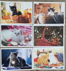 Kedi Temalı Kartpostal 49 Adet KEDİ KARTPOSTAL Koleksiyonu