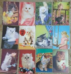 Kedi Temalı Kartpostal 49 Adet KEDİ KARTPOSTAL Koleksiyonu
