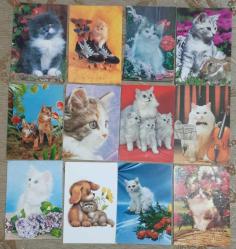 Kedi Temalı Kartpostal 49 Adet KEDİ KARTPOSTAL Koleksiyonu