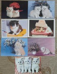 Kedi Temalı Kartpostal 49 Adet KEDİ KARTPOSTAL Koleksiyonu