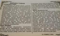25 Temmuz 2006-Orijinal Takvim Yaprağı-Doğum Günü-Söz,Nişan,Nikâh,Düğün ve Önemli Günler Hediyesi-Bizim Anadolu Takvimleri-Ayet(Enfal: 53)-(Japonya, Çin'in başkenti Pekin'e girdi. (1937))-Seyfullah - Elif-Doğada Yaşam