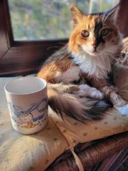 vintage kedili kupa porselen