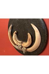 Ahşap kaidesinde vahşi hayvan dişleri 17 cm çapında