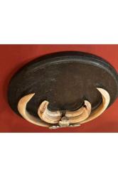 Ahşap kaidesinde vahşi hayvan dişleri 17 cm çapında