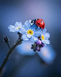 Ada Antik Koleksiyon