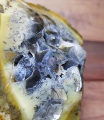 Büyük Dallı Sarı Opal Jeod, Mavi Druzy Çekirdekli | Doğal Jeod Kesiti | Sezgi, İçgörü - Ağırlık: 1111g - Benzersiz Koleksiyonluk Nadir Parça Kütle