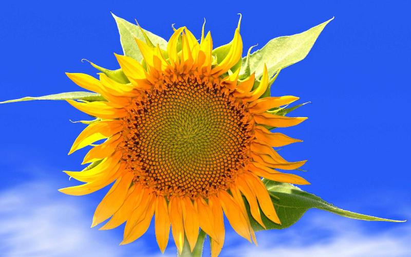 56.Yerli ve Yabancı Para-- CUMARTESİ-- Müzayedesi