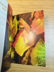 Chihuly: Fire & Light + DVD + Chihuly Outside (DVD + Book)