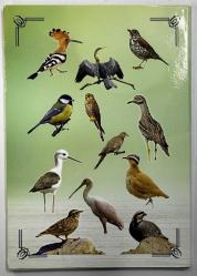 2020 Anadoluya Özgü Kuşlar Serisi Alüminyum Hatıra Seti