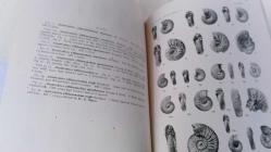 LOWER CRETACEOUS AMMONITES FROM NORTH - EAST ENGLAND THE HAUTERVIAN GENUS SIMBIRSKITES