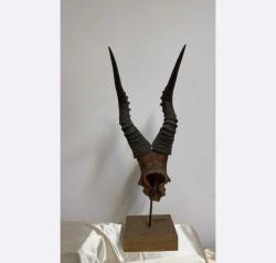 Antelope Horns - Antelope - 25 cm - 17 ст - 72 ст - (1) 2009 - South Africa Antilope horns 72 × 25 cm 4 kg Made of special wood, disassembled.