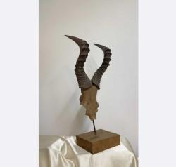 Antelope Horns - Antelope - 25 cm - 17 ст - 72 ст - (1) 2009 - South Africa Antilope horns 72 × 25 cm 4 kg Made of special wood, disassembled.