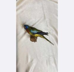 20 - Avustralya Doldurulmuş ve korunmuş Neophema kuşu 22 x 10 x 10