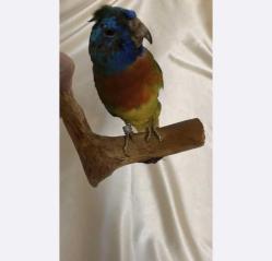 20 - Avustralya Doldurulmuş ve korunmuş Neophema kuşu 22 x 10 x 10