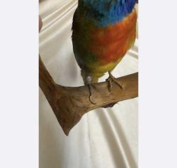 20 - Avustralya Doldurulmuş ve korunmuş Neophema kuşu 22 x 10 x 10