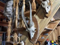 dağ keçisi trofesi - toplam 45 cm boyunda.