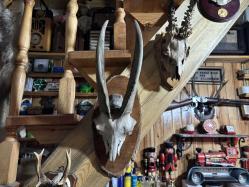 dağ keçisi trofesi - toplam 45 cm boyunda.