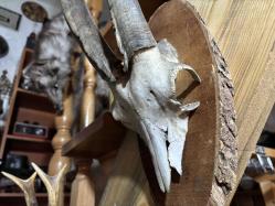 dağ keçisi trofesi - toplam 45 cm boyunda.