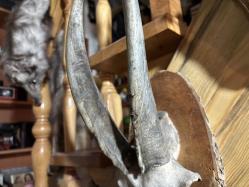 dağ keçisi trofesi - toplam 45 cm boyunda.