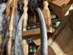 dağ keçisi trofesi - toplam 45 cm boyunda.