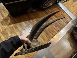 dağ keçisi trofesi - toplam 45 cm boyunda.