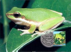 AVUSTRALYA 1999 Kurbağa ( Hayvan Temalı) Maximum Kartpostal İlk Gün Damgalı - Ülke Posta servisi basımı