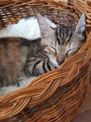 Hakan’ın Dükkanı