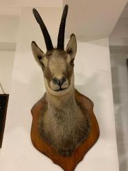 Kupa Panosunda Sergilenen Muhteşem Dağ Keçisi Kafası - Dağ Keçisi Doldurma Sanatı