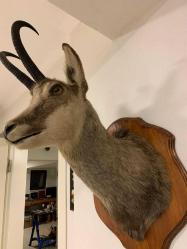 Kupa Panosunda Sergilenen Muhteşem Dağ Keçisi Kafası - Dağ Keçisi Doldurma Sanatı