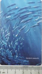 LİTVANYA VANDENS PASAULİS TELEKOMAS 50 BALIKLAR SÜRÜSÜ TEMALI 2002 ÇİPLİ ORİJİNAL TELEFON KARTI 1 ADET ÇOK NADİR